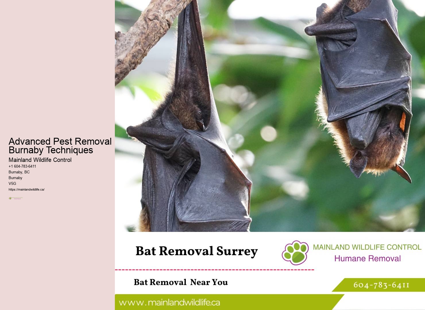 Reliable Pest Removal Services Burnaby