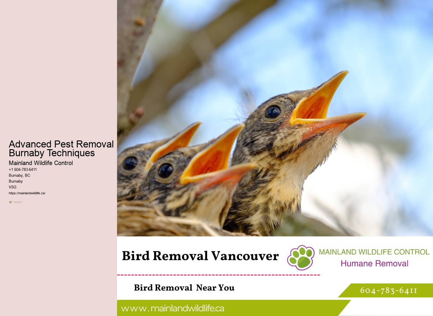 Professional Eco-friendly Pest Removal Burnaby
