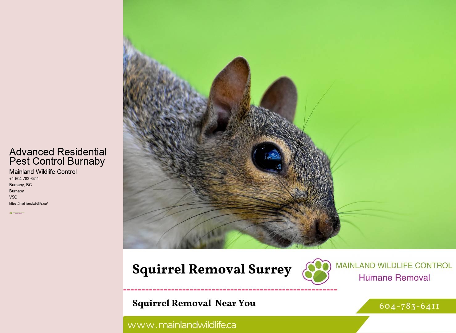 Local Pest Control Company Burnaby