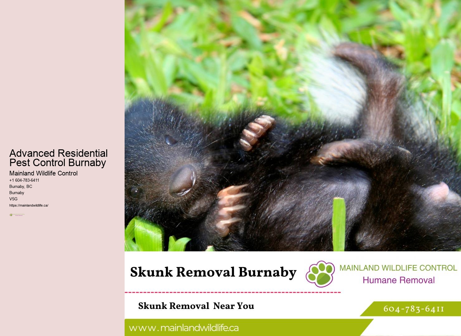 Trusted Eco-conscious Pest Control Solutions Burnaby