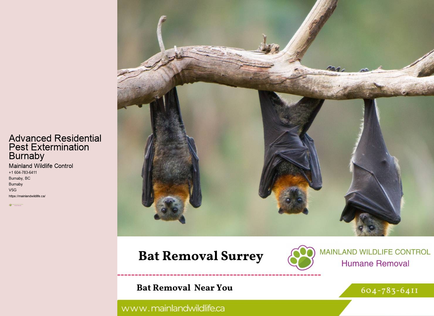 Top-rated Commercial Pest Eradication Burnaby