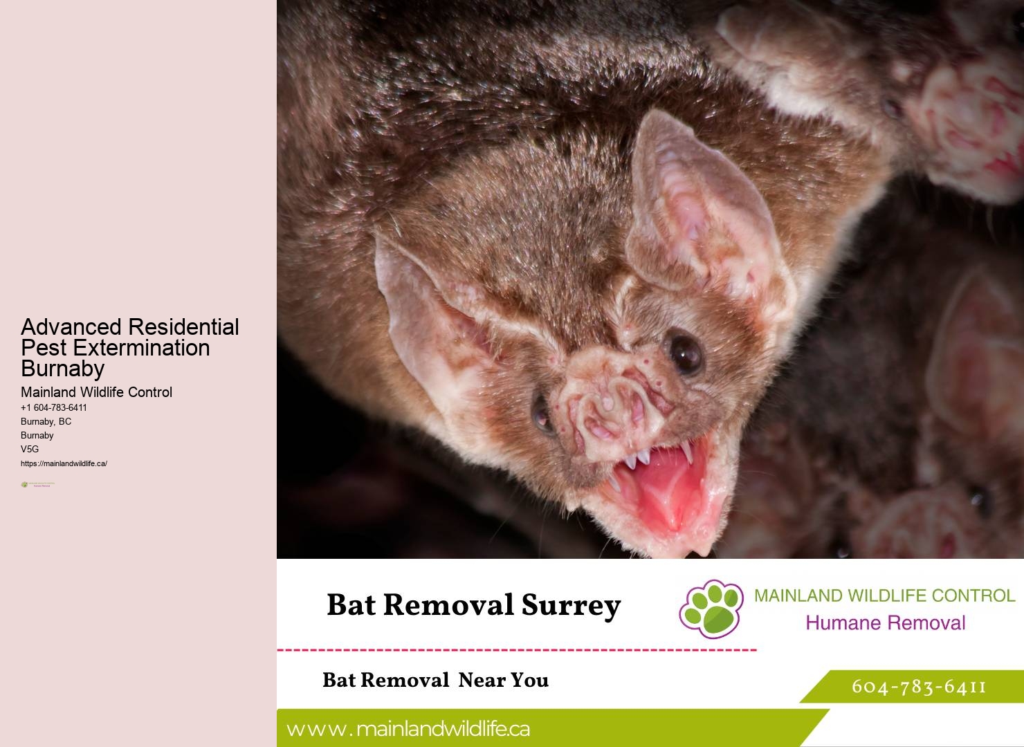 Comprehensive Pest Control Assessments Burnaby