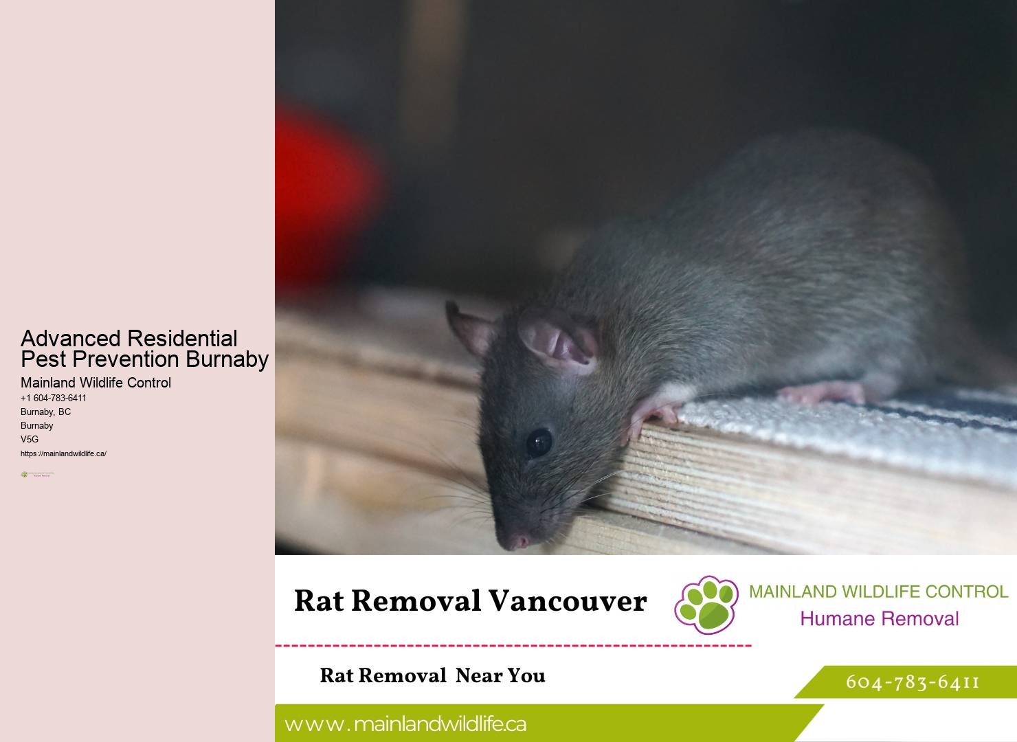 Optimal Pest Control Solutions Burnaby