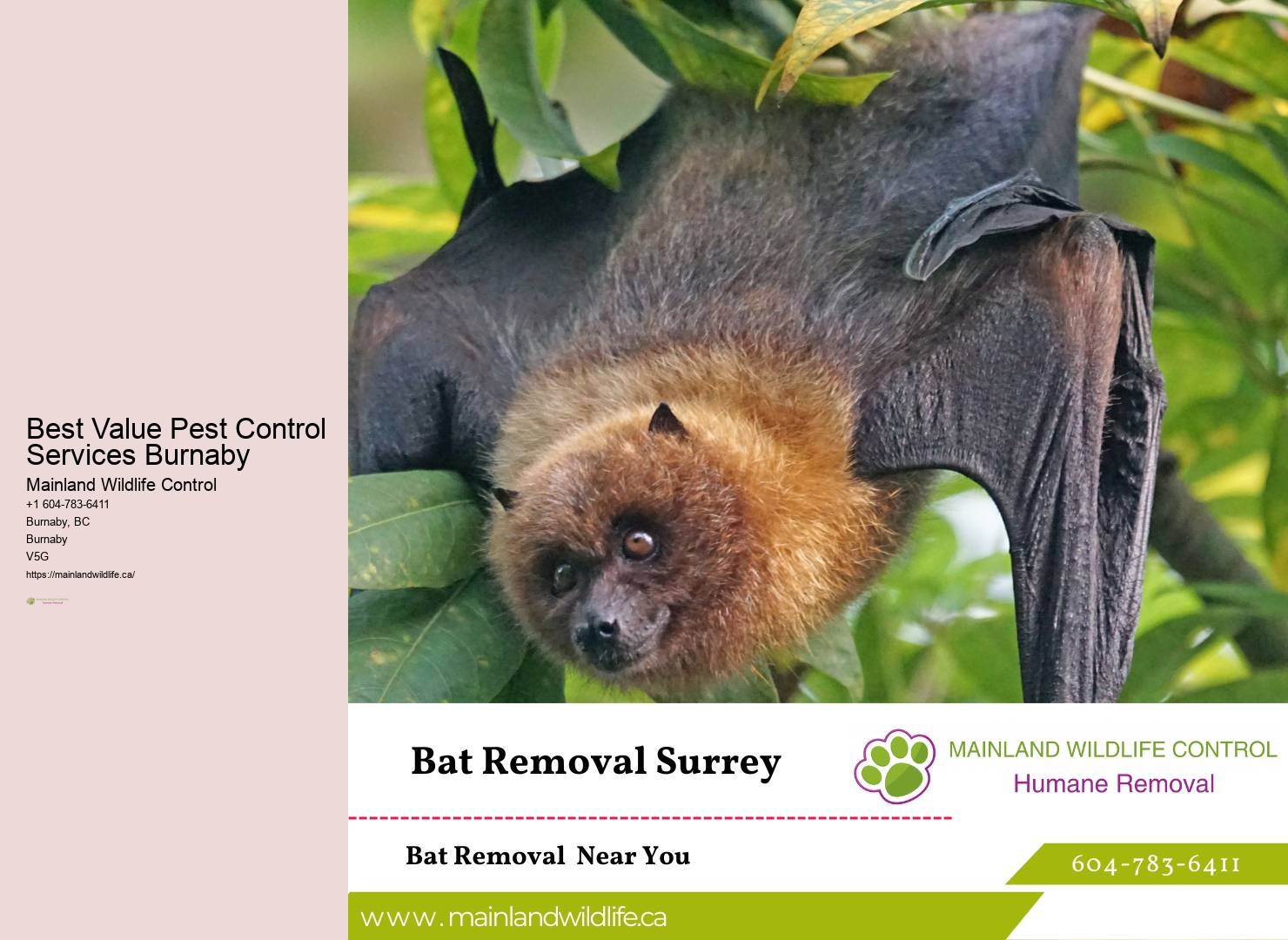 Safe Pest Control Solutions Burnaby