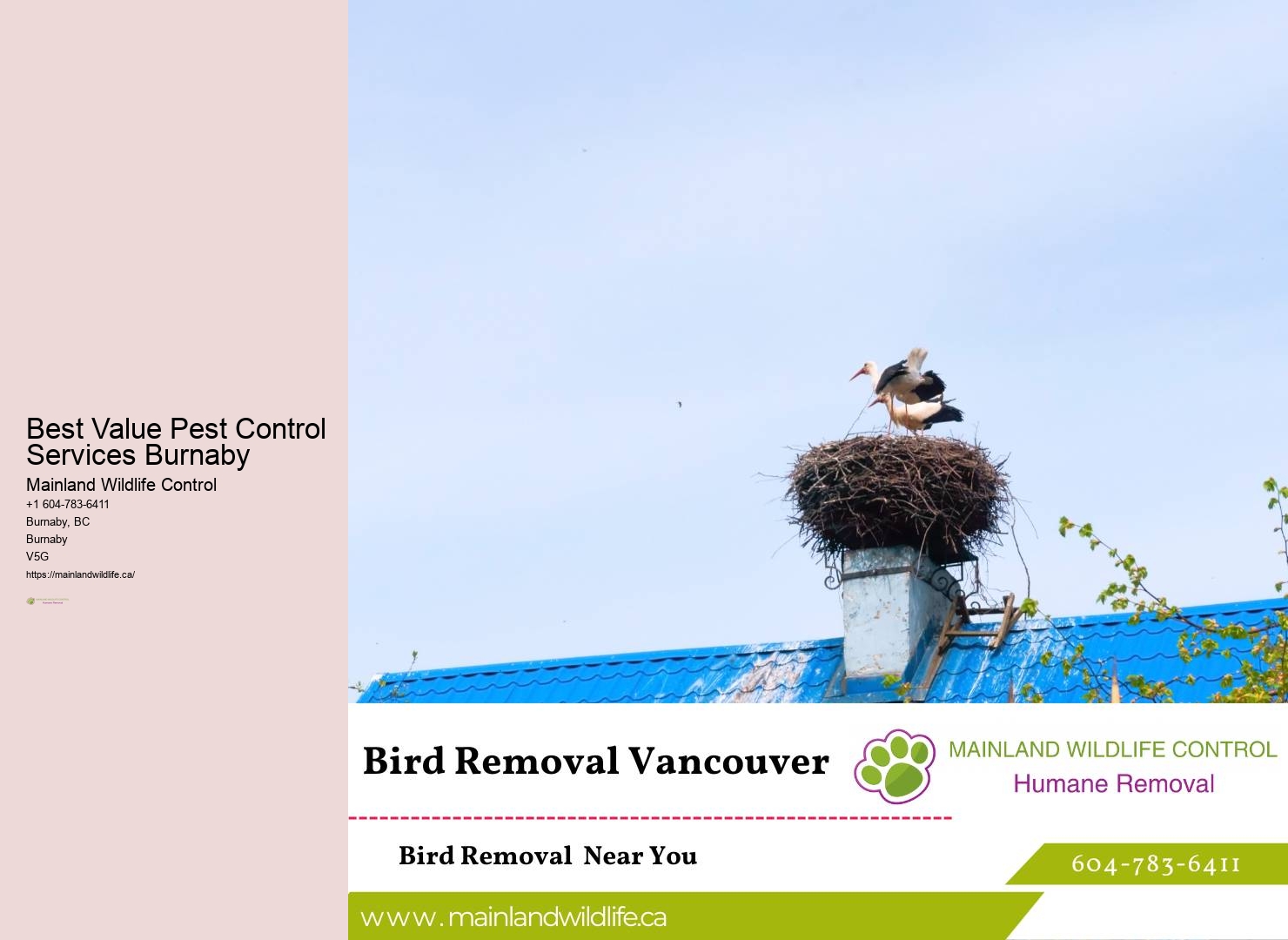 Burnaby pest eradication
