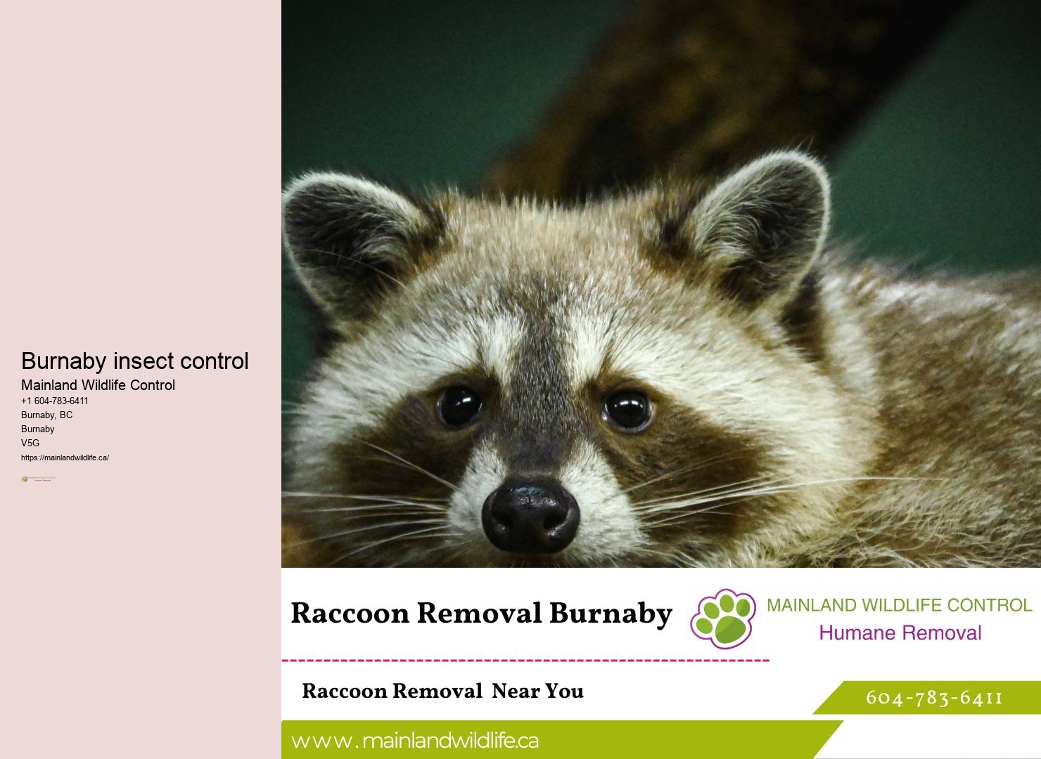Effective Rodent Control Burnaby