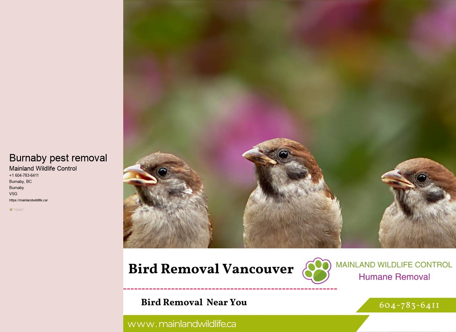 Effective Pest Prevention Burnaby Methods