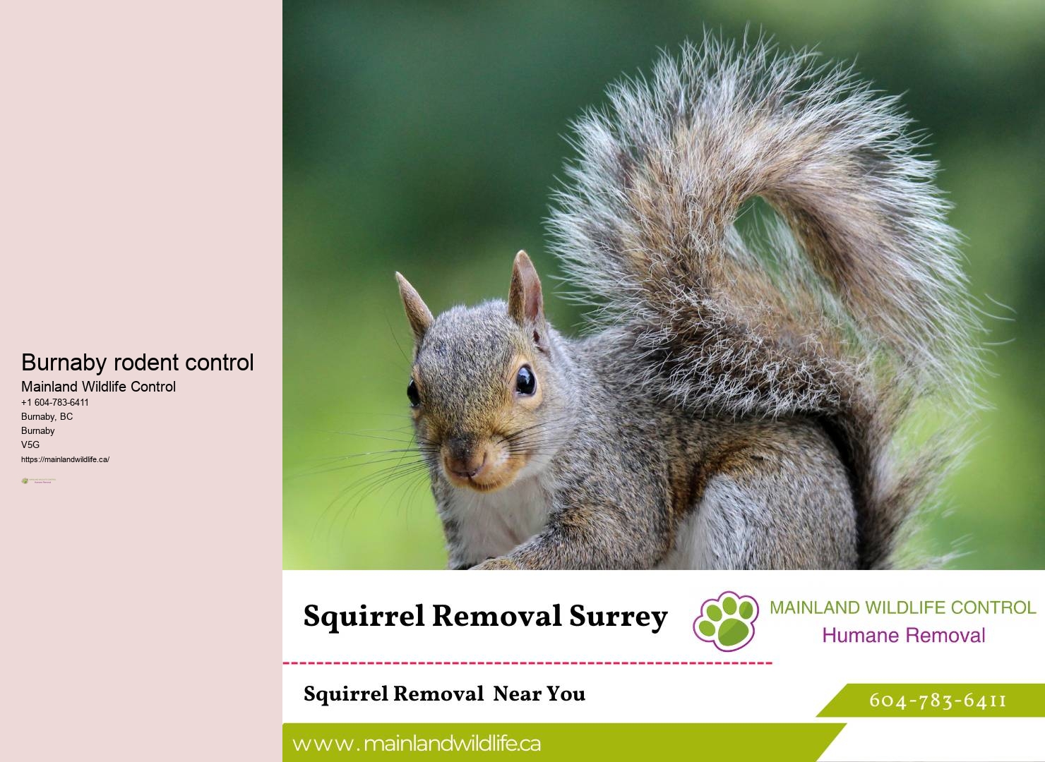 Trusted Eco-friendly Pest Removal Burnaby