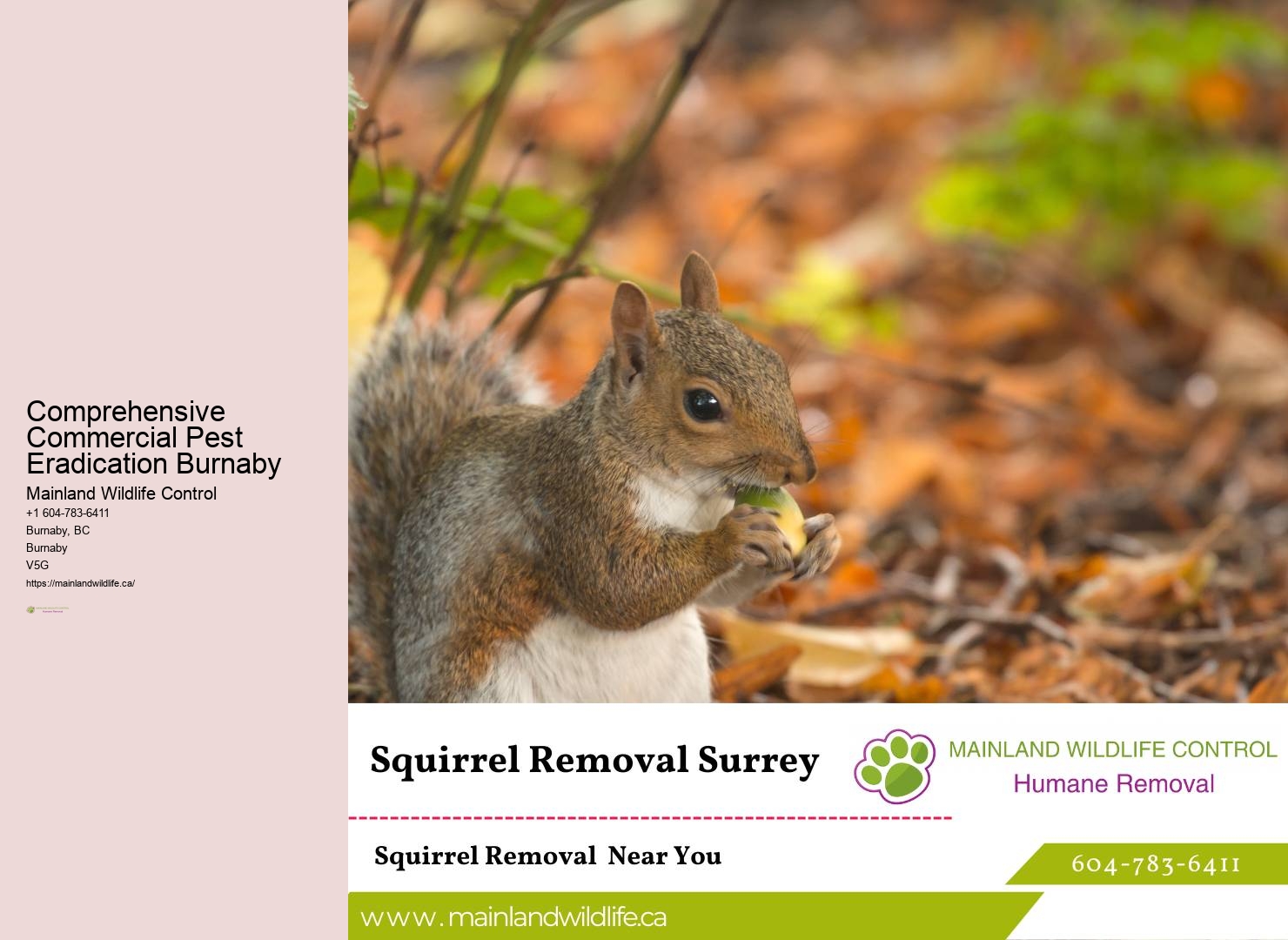 Pest Control In Burnaby