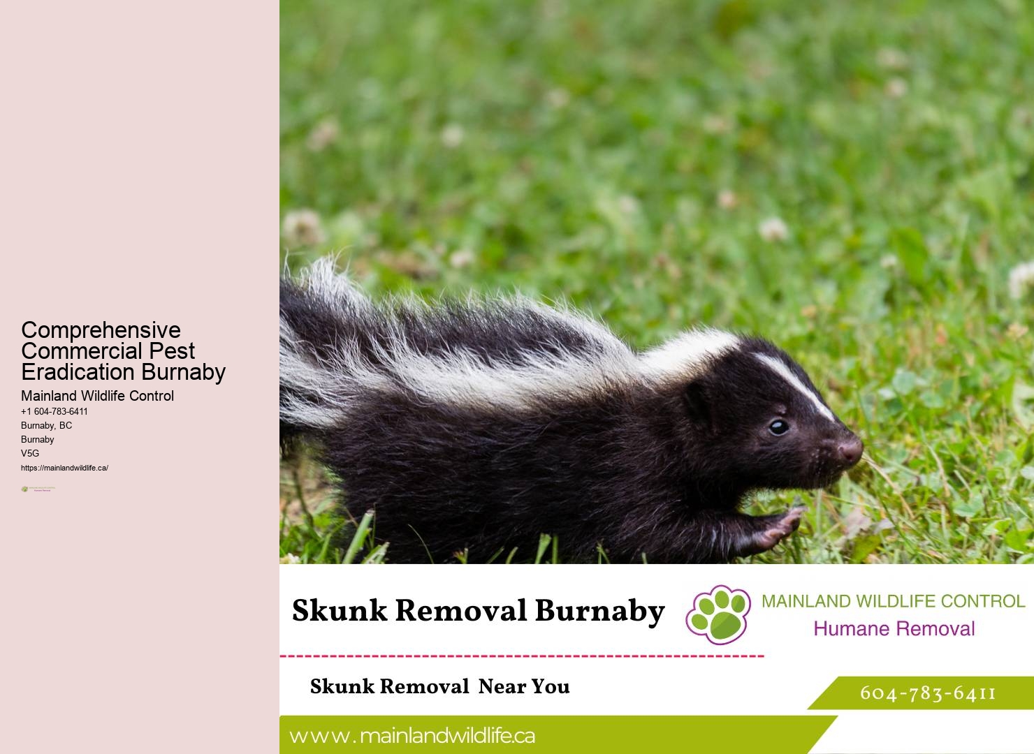 Safe Ant Removal Burnaby