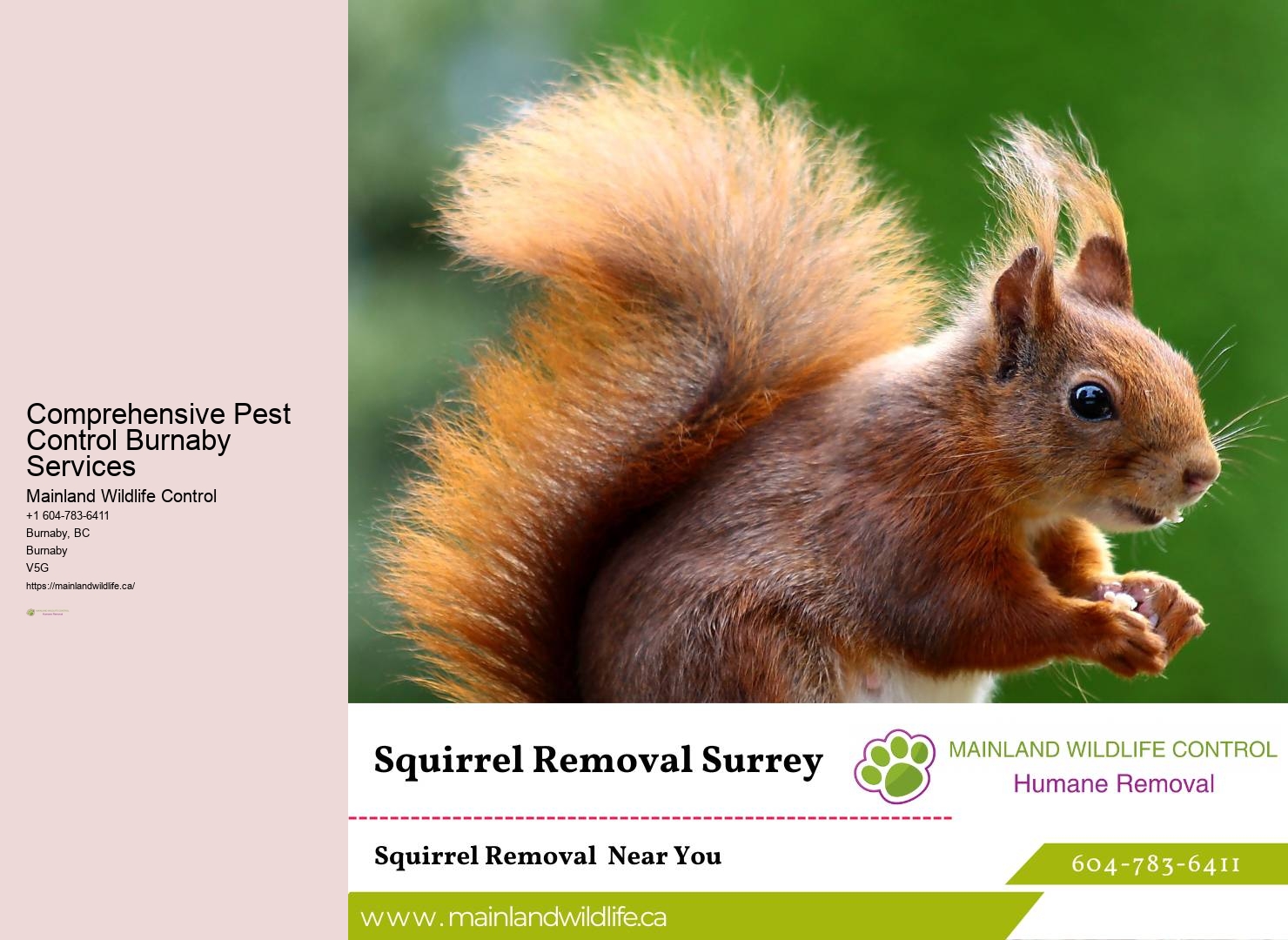 Environmentally Conscious Pest Control Burnaby