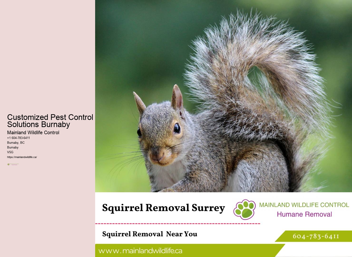 Professional Pest Control Technicians Burnaby