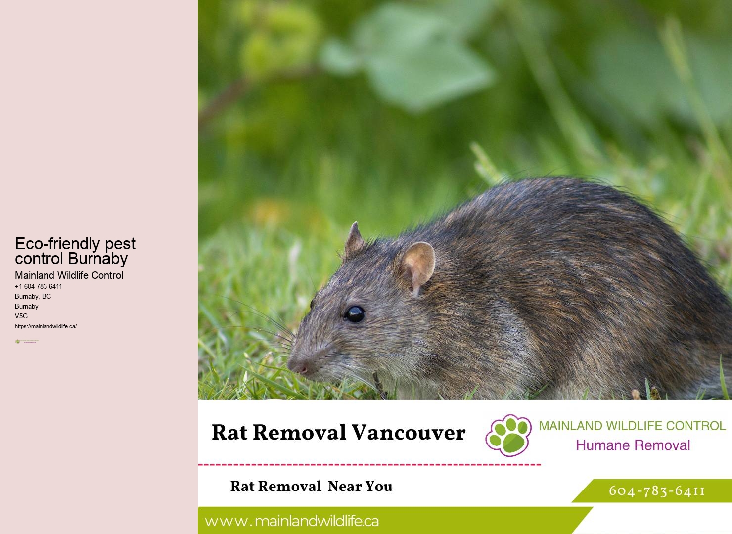 Effective Pest Control Services Burnaby