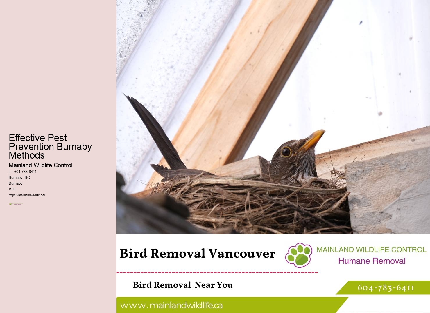 Commercial pest control Burnaby