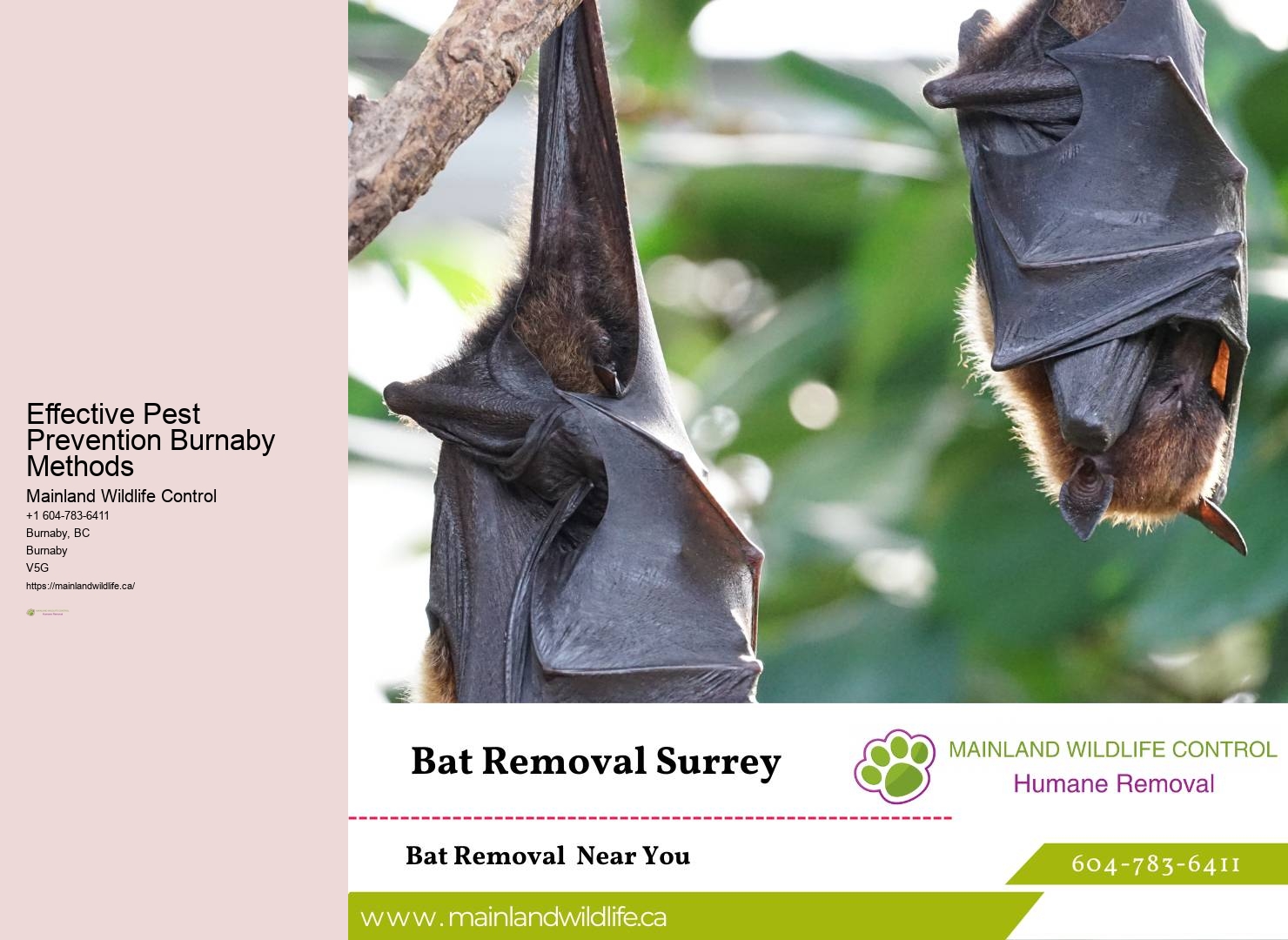 Residential Pest Control Solutions Burnaby