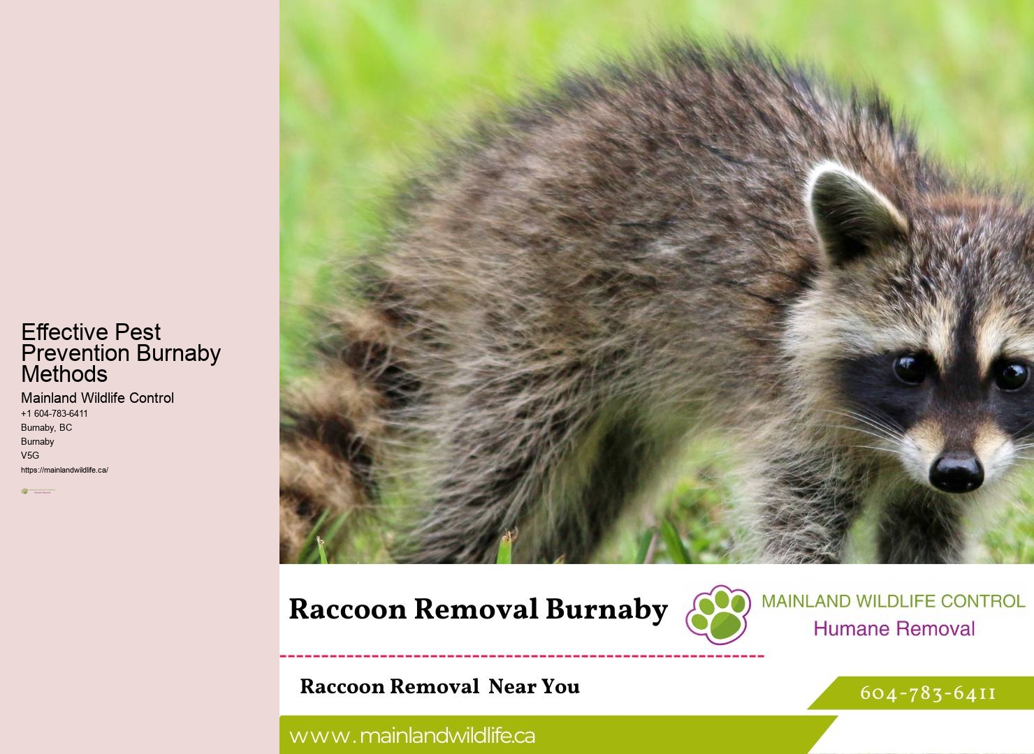 Best Pest Control Services Burnaby