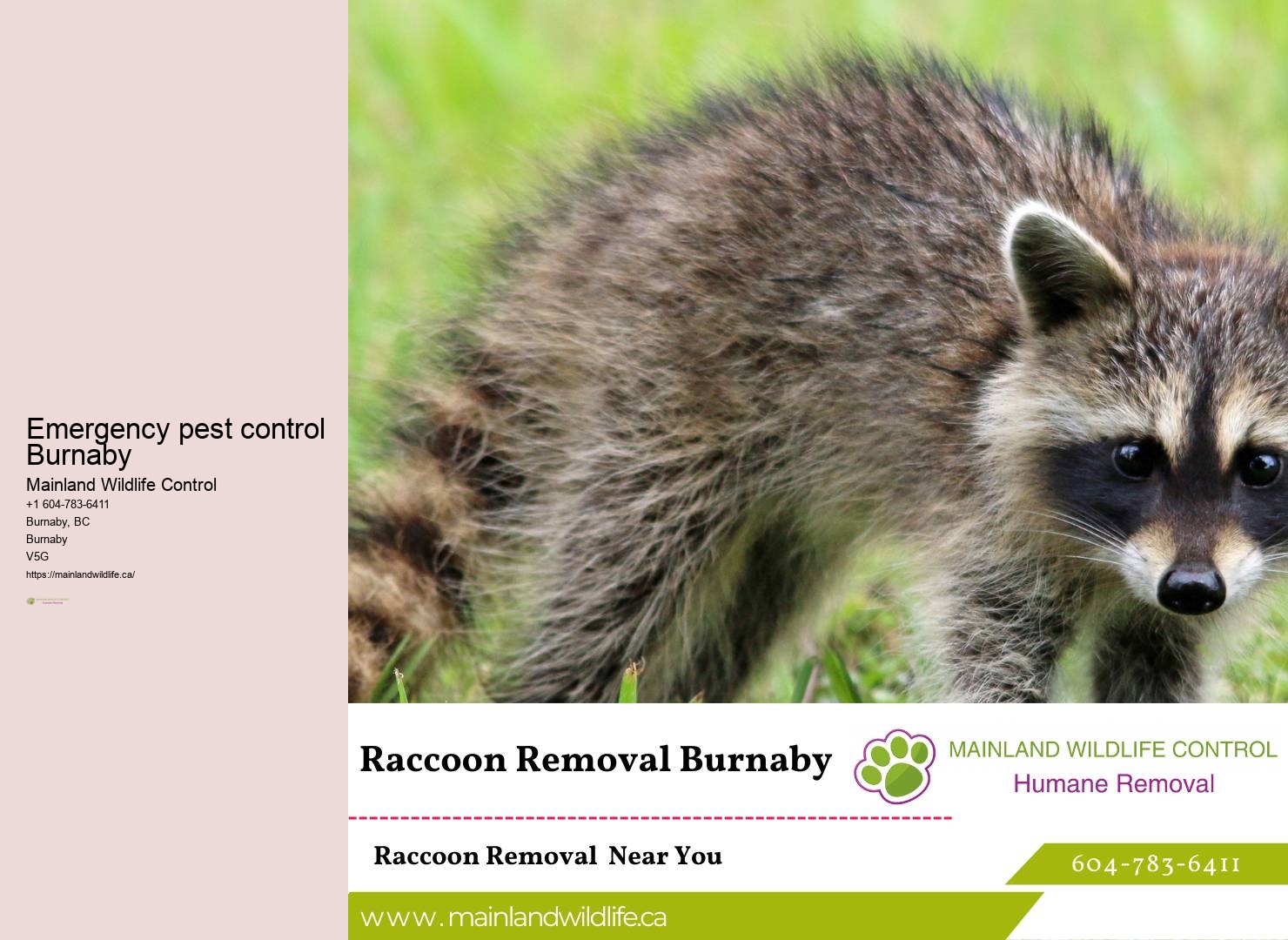 Professional Commercial Pest Removal Services Burnaby
