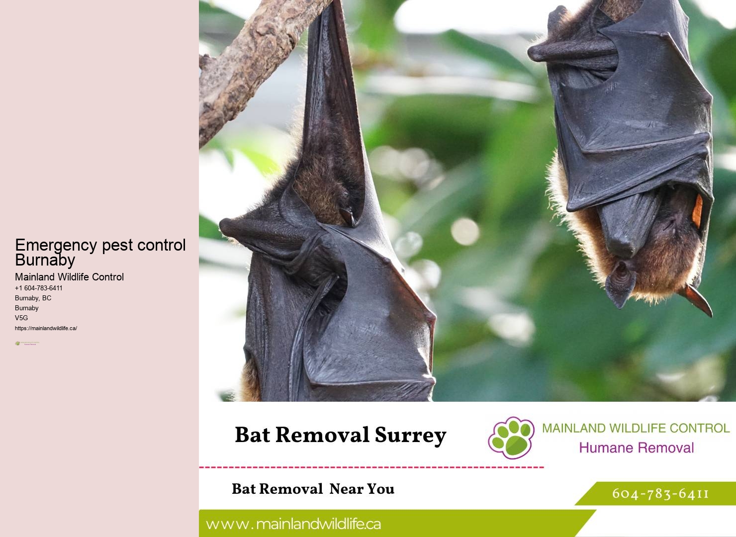 Raccoon Pest Control Burnaby