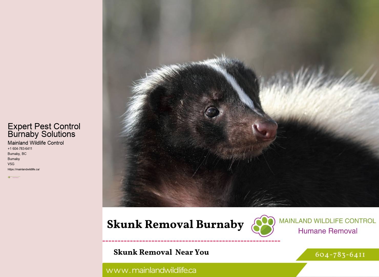 Best Pest Exterminators in Burnaby