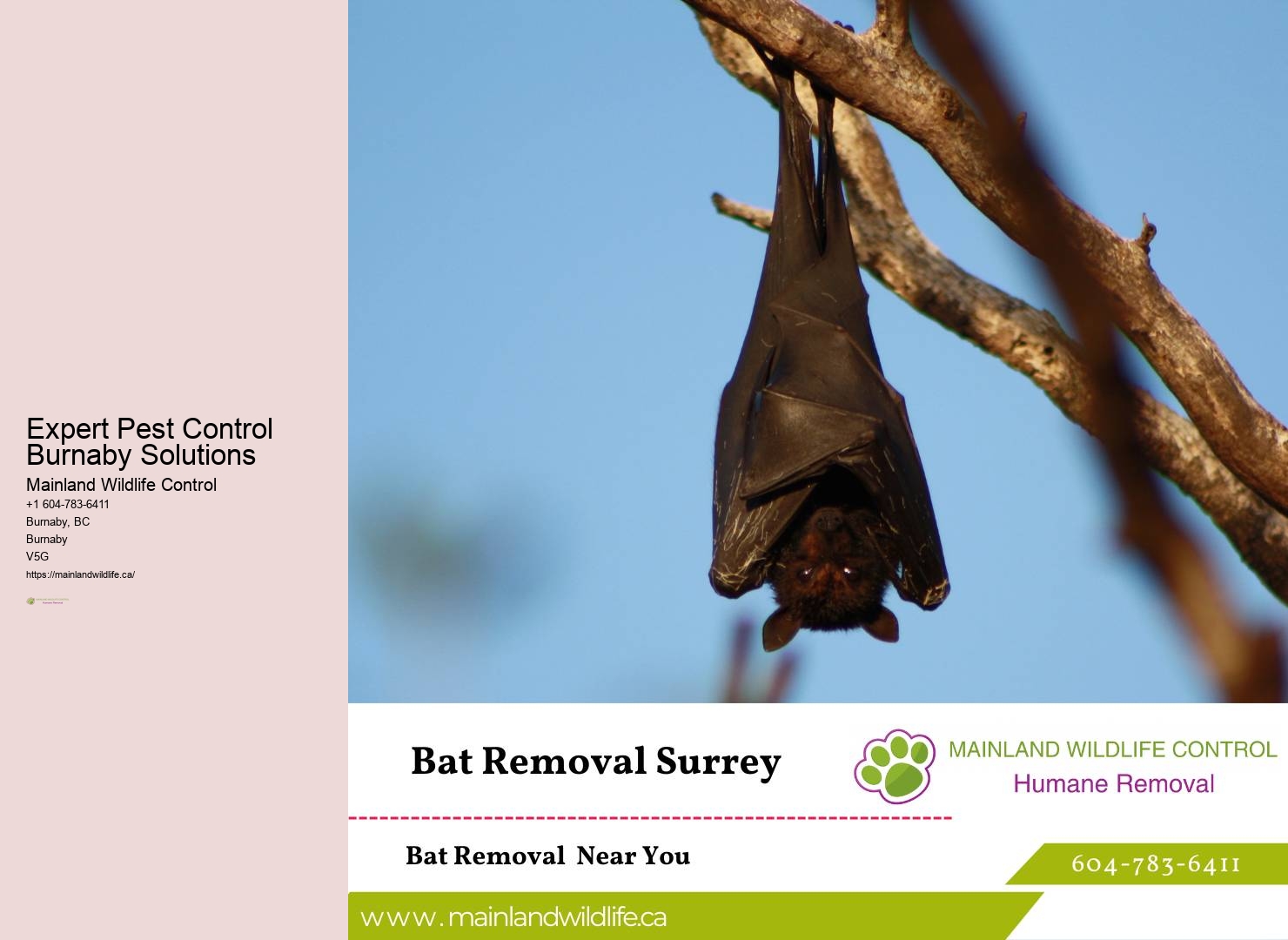 Affordable Commercial Pest Control Methods Burnaby