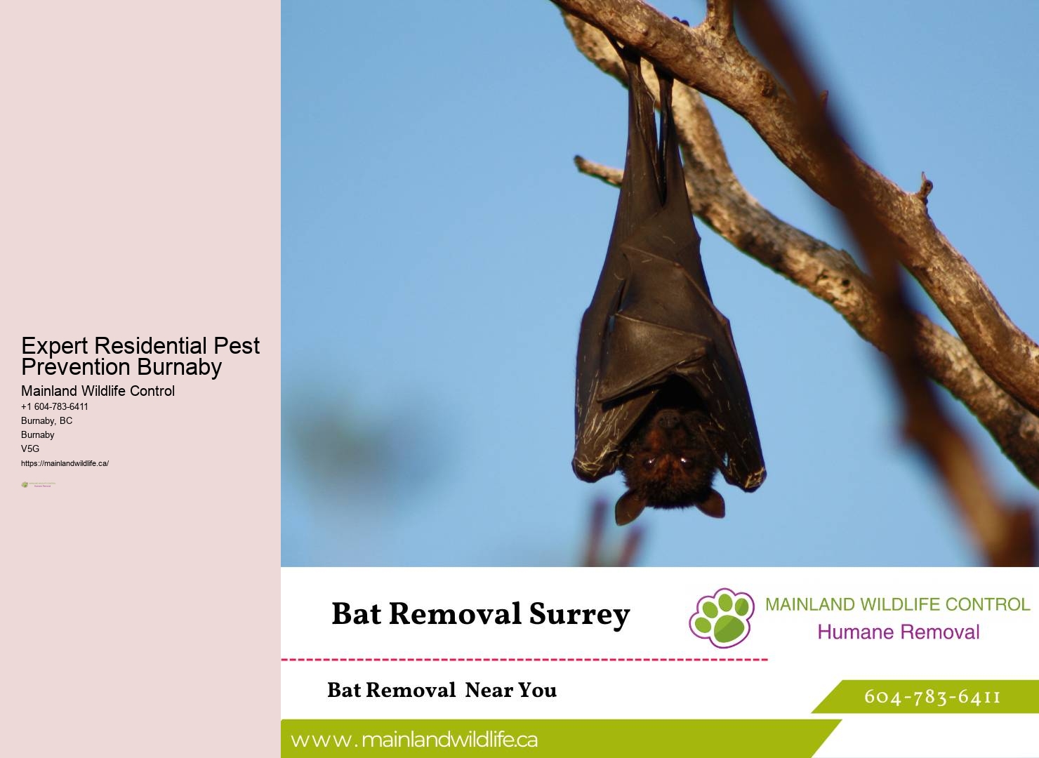 Trusted Eco-friendly Pest Removal Burnaby