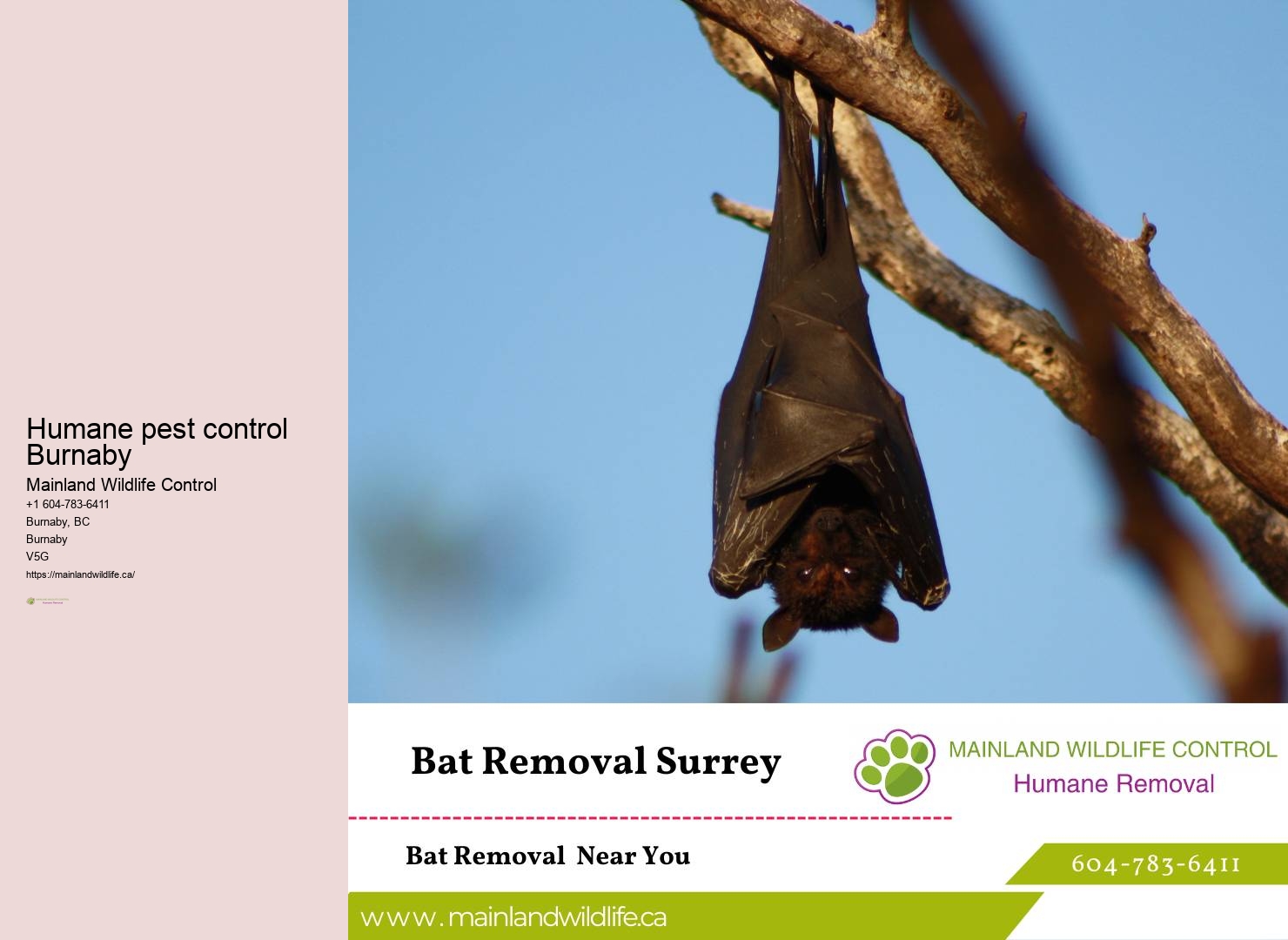 Exterminator Services Burnaby