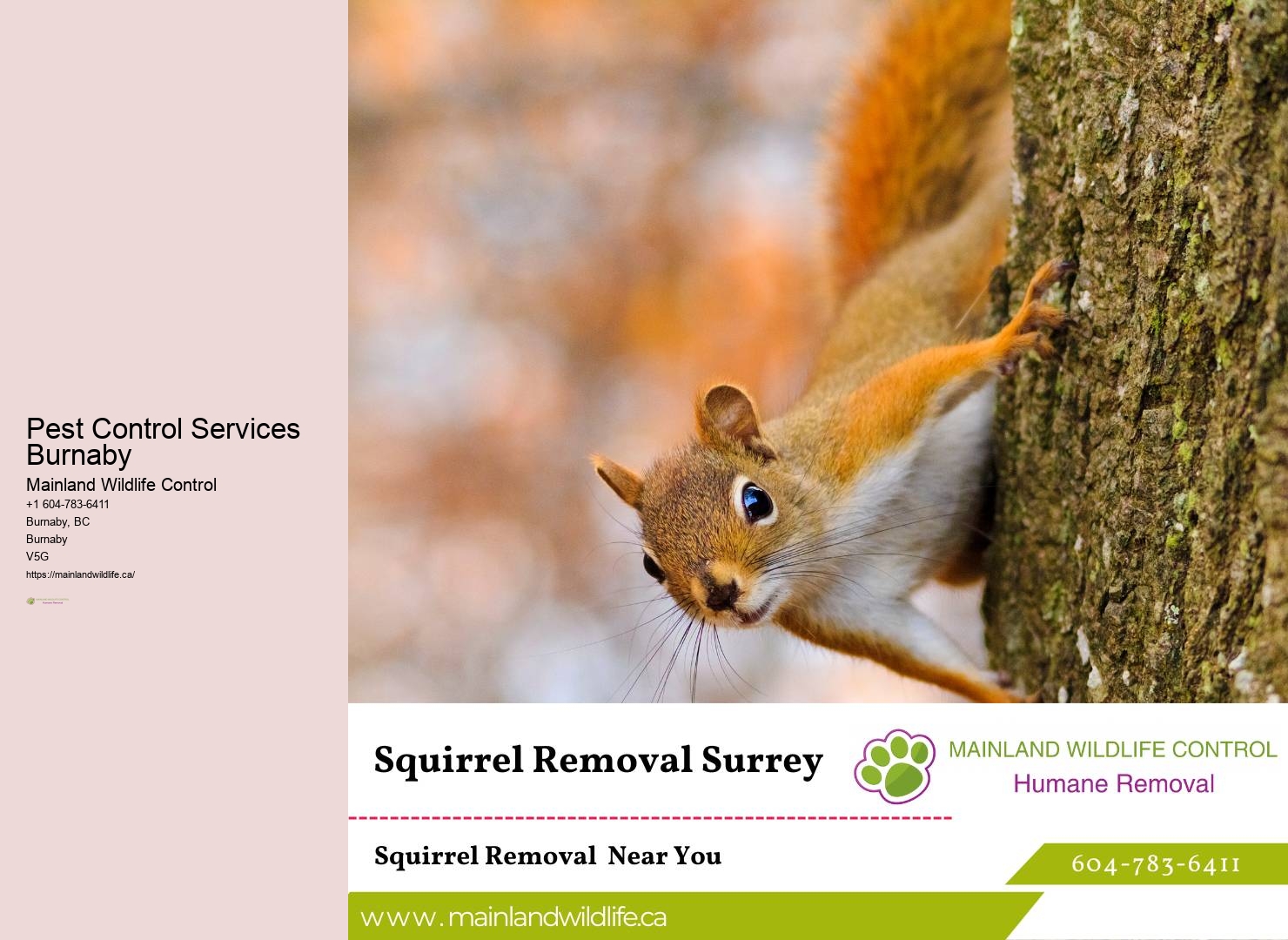 Top-rated Commercial Pest Removal Solutions Burnaby