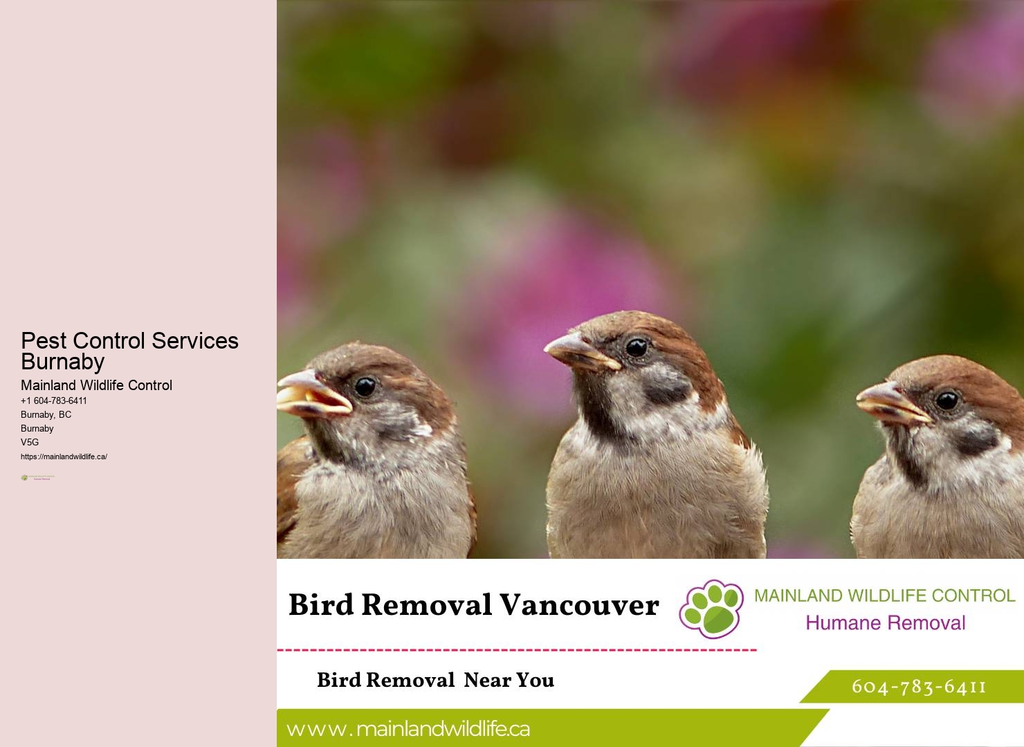 Niche Pest Control Solutions Burnaby
