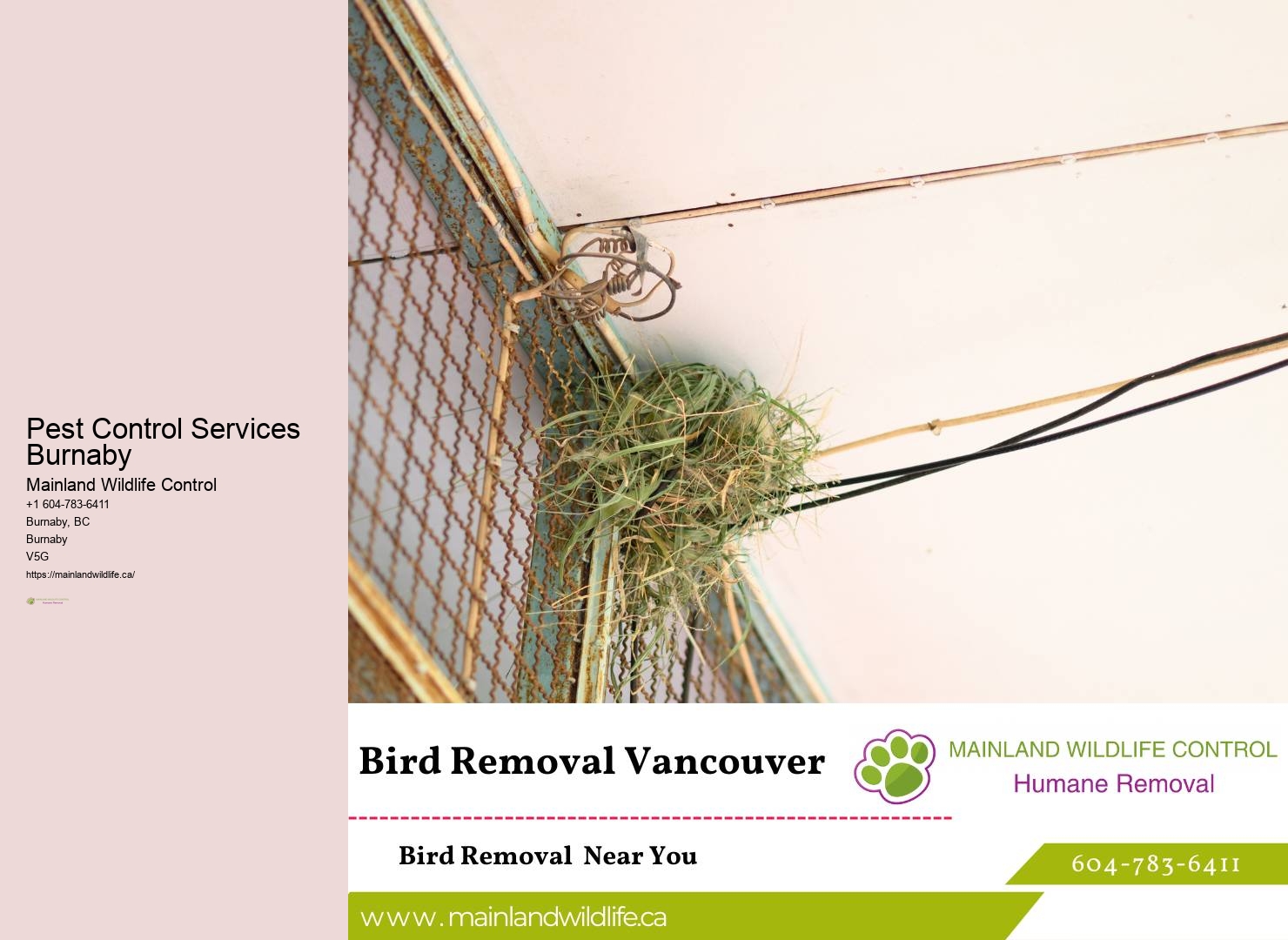 Pest Inspection Services Burnaby