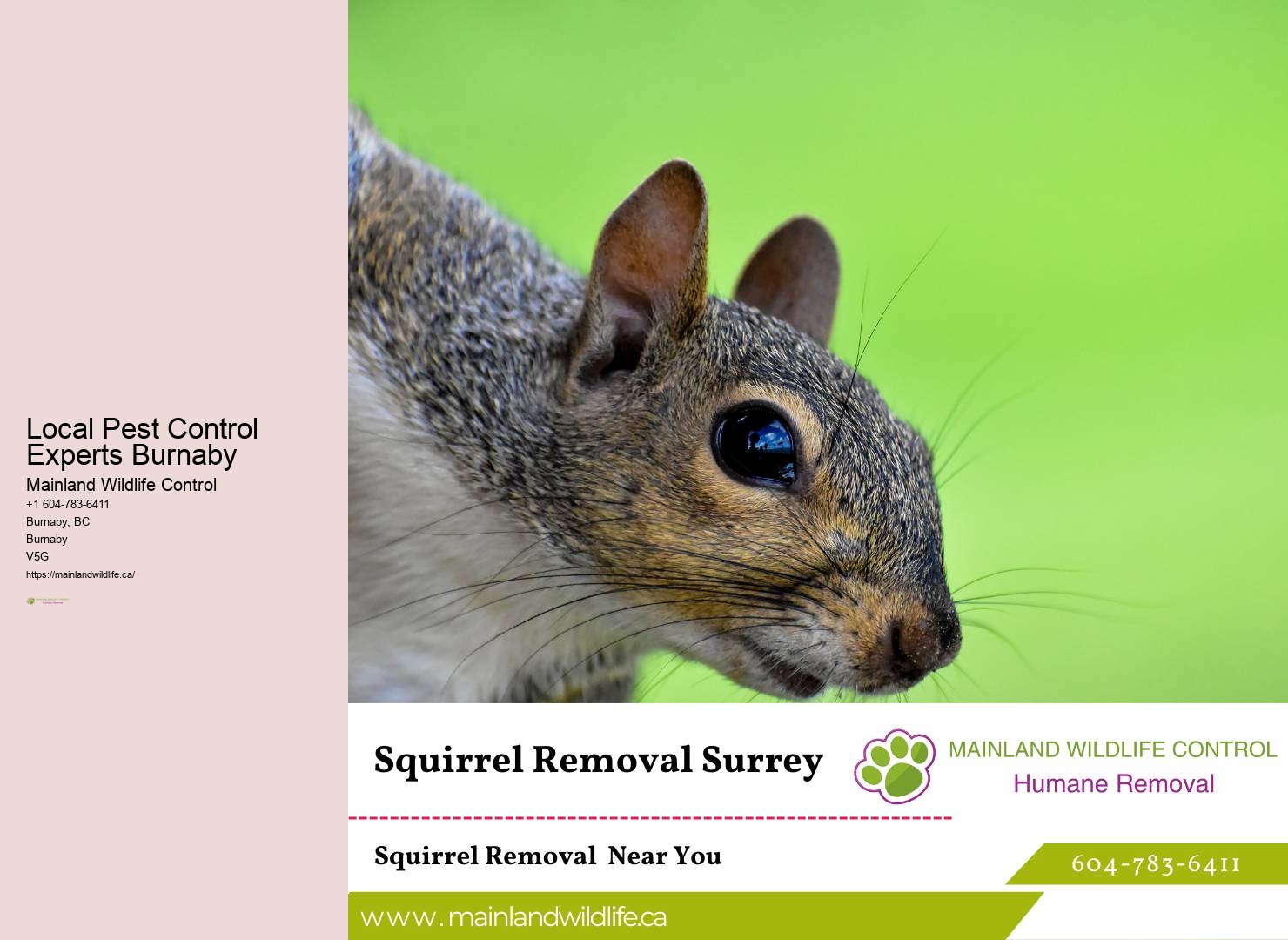 Top-rated Eco-conscious Pest Control Burnaby