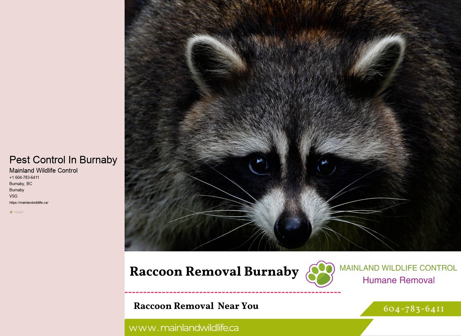 Pest Control In Burnaby