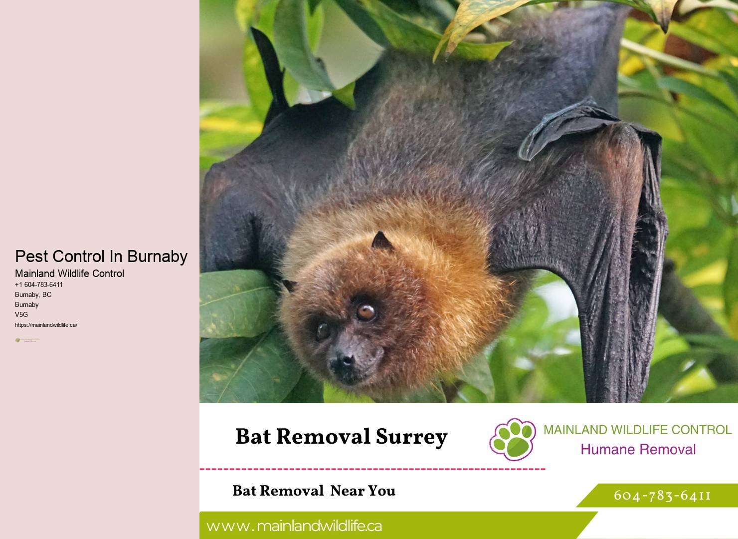 Top-rated Pest Control Services Burnaby