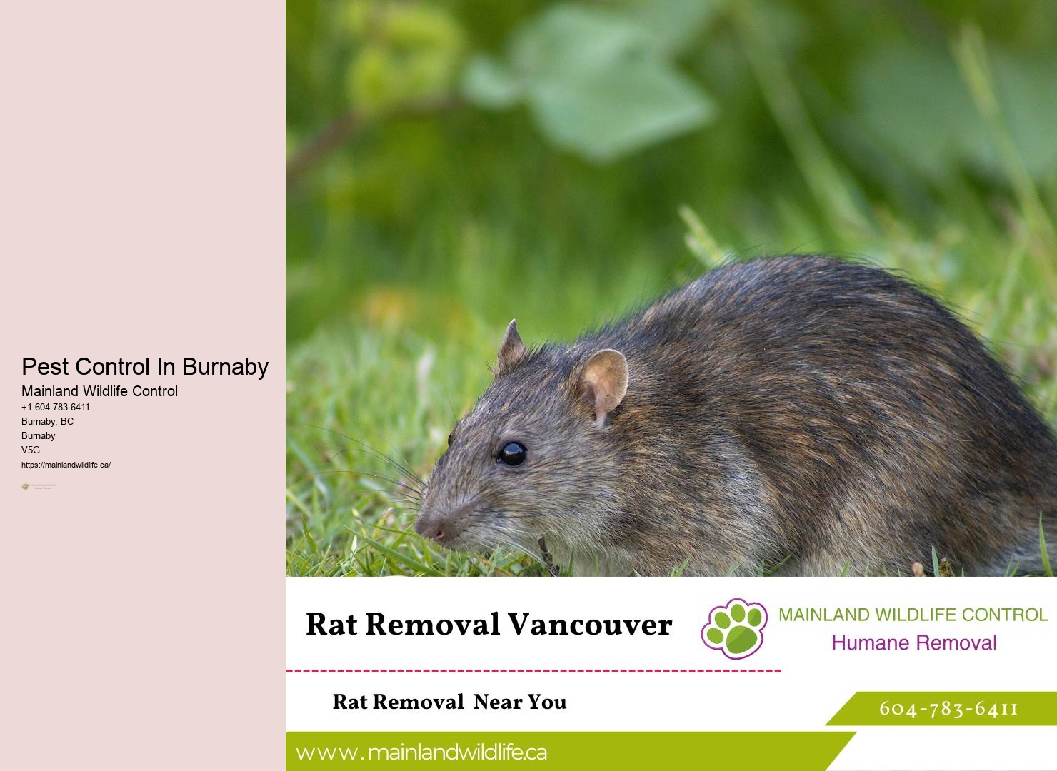 Effective Pest Control Measures Burnaby