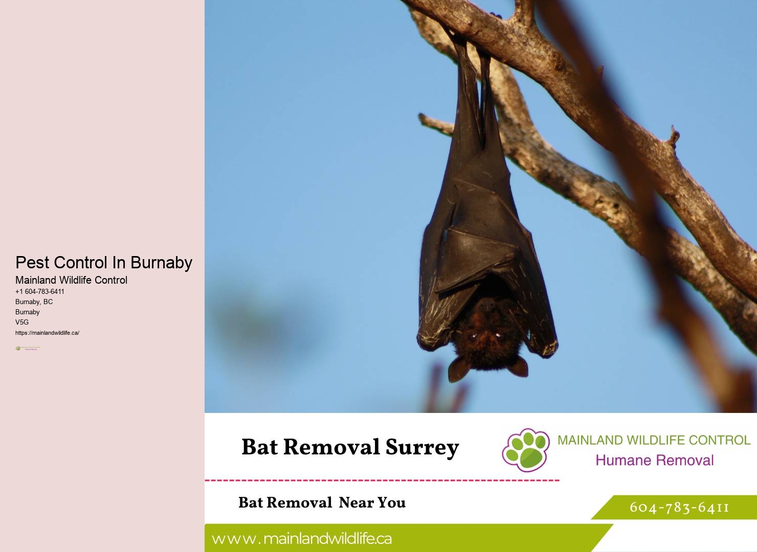 Advanced Residential Pest Extermination Burnaby