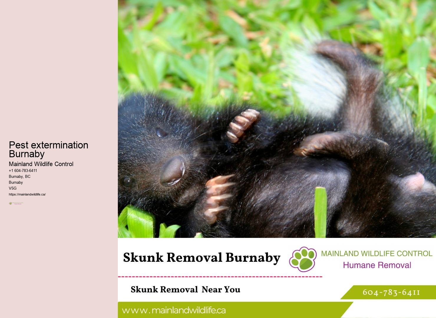 Trusted Eco-conscious Pest Prevention Approaches Burnaby