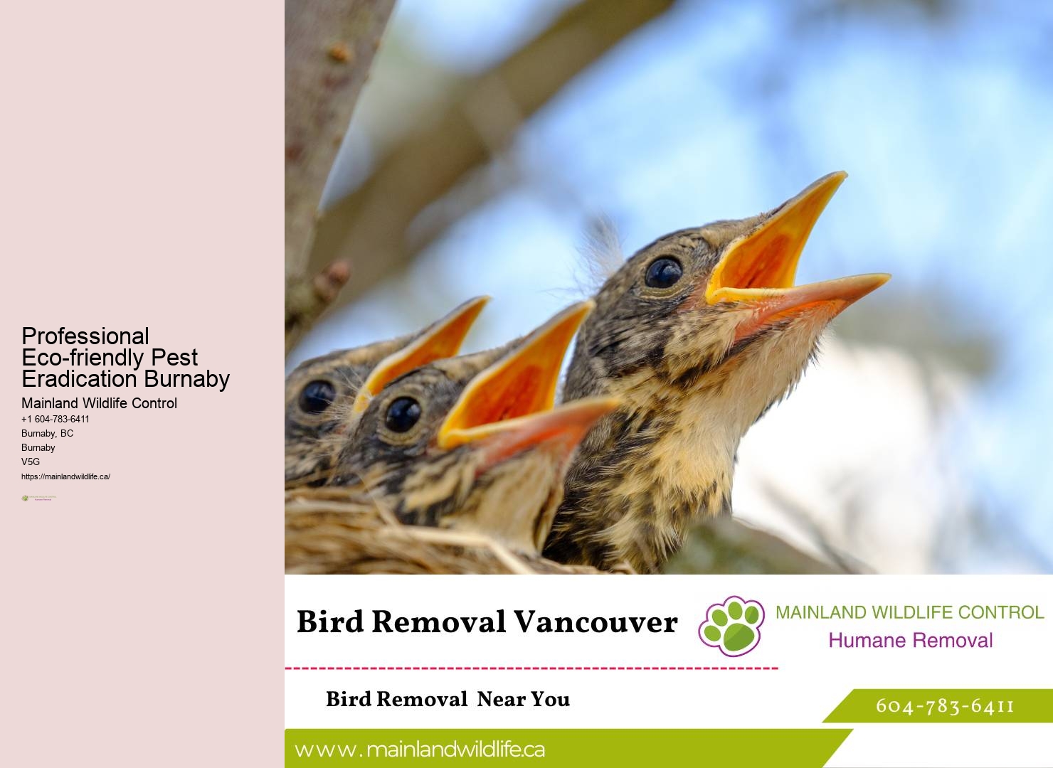 Free Pest Control Quotes Burnaby