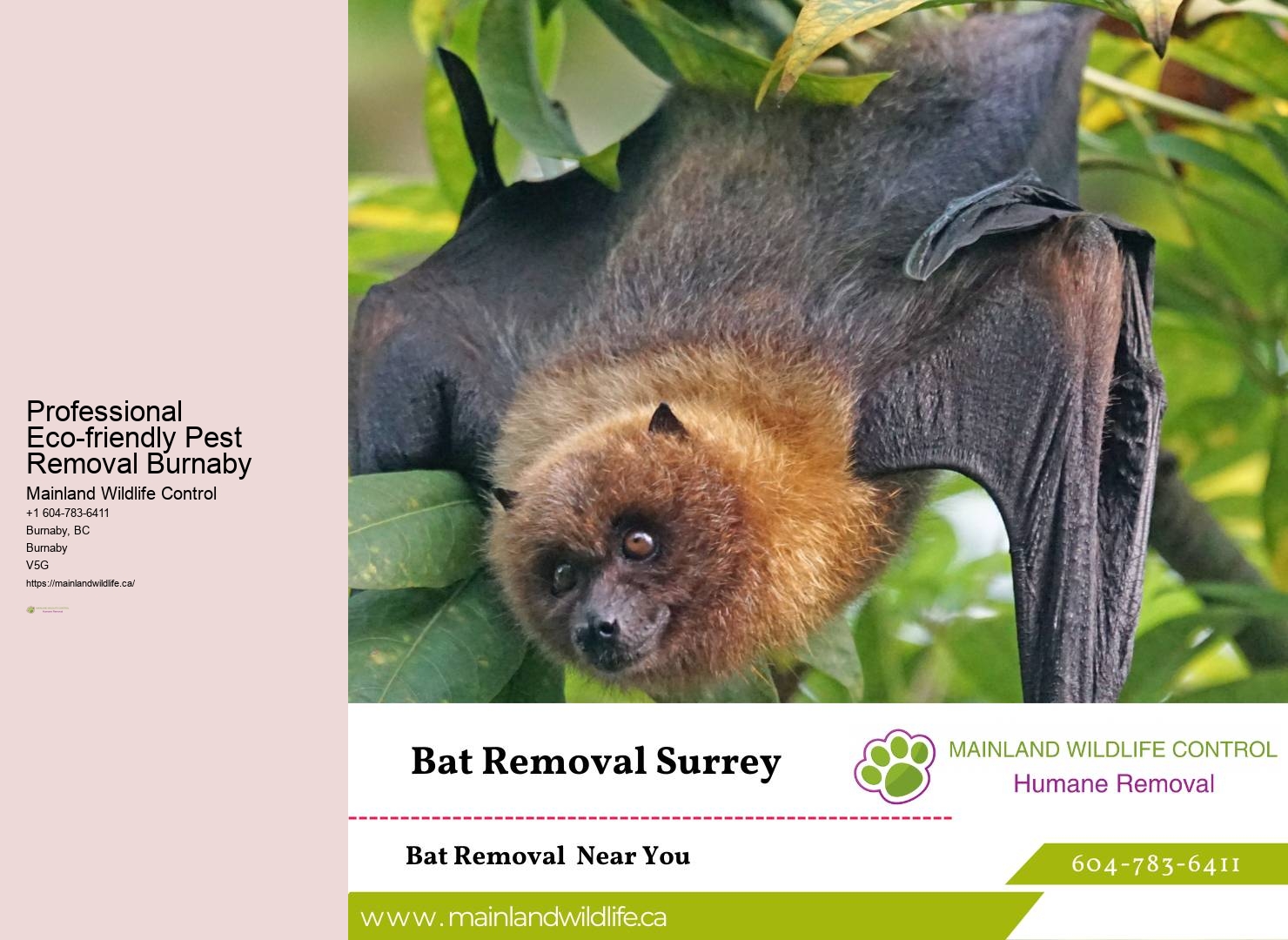 Top Pest Control Services Burnaby