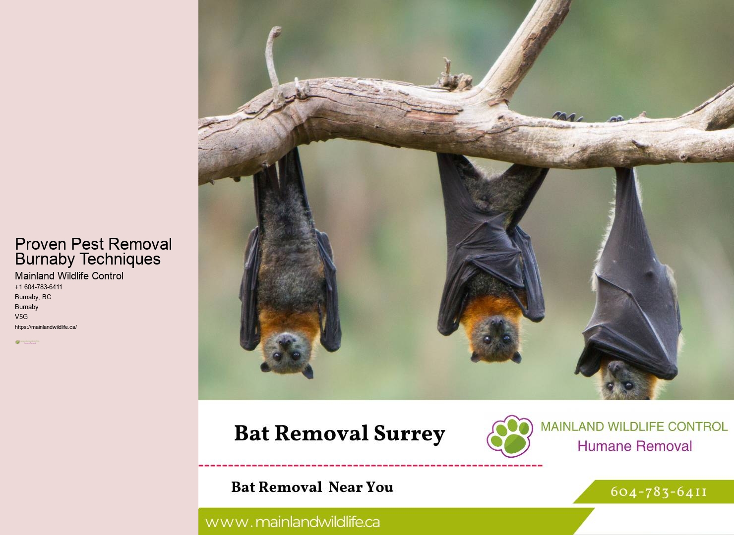 Top-notch Pest Control Services in Burnaby