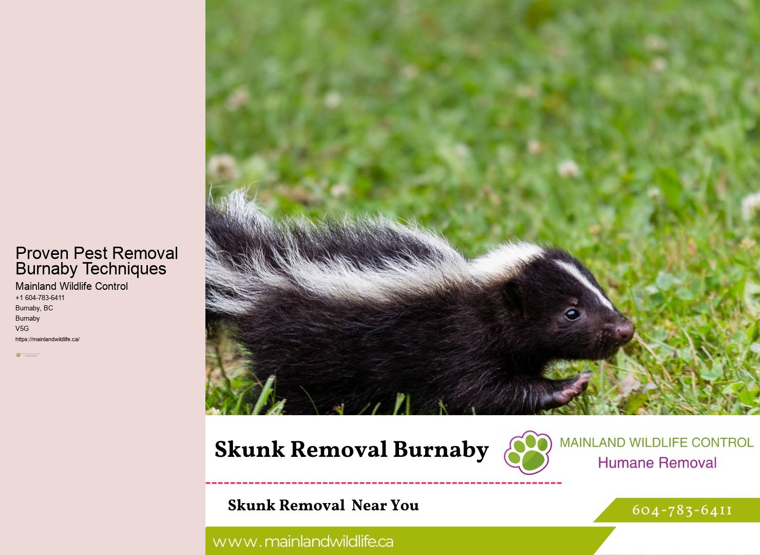 Spider Control Services Burnaby