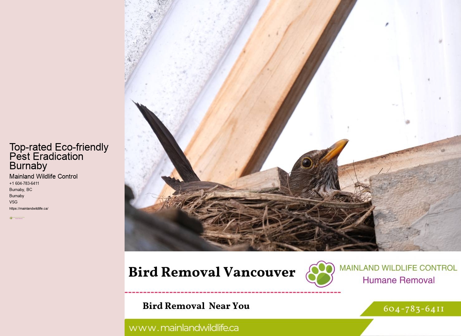 Affordable Commercial Pest Control Services Burnaby