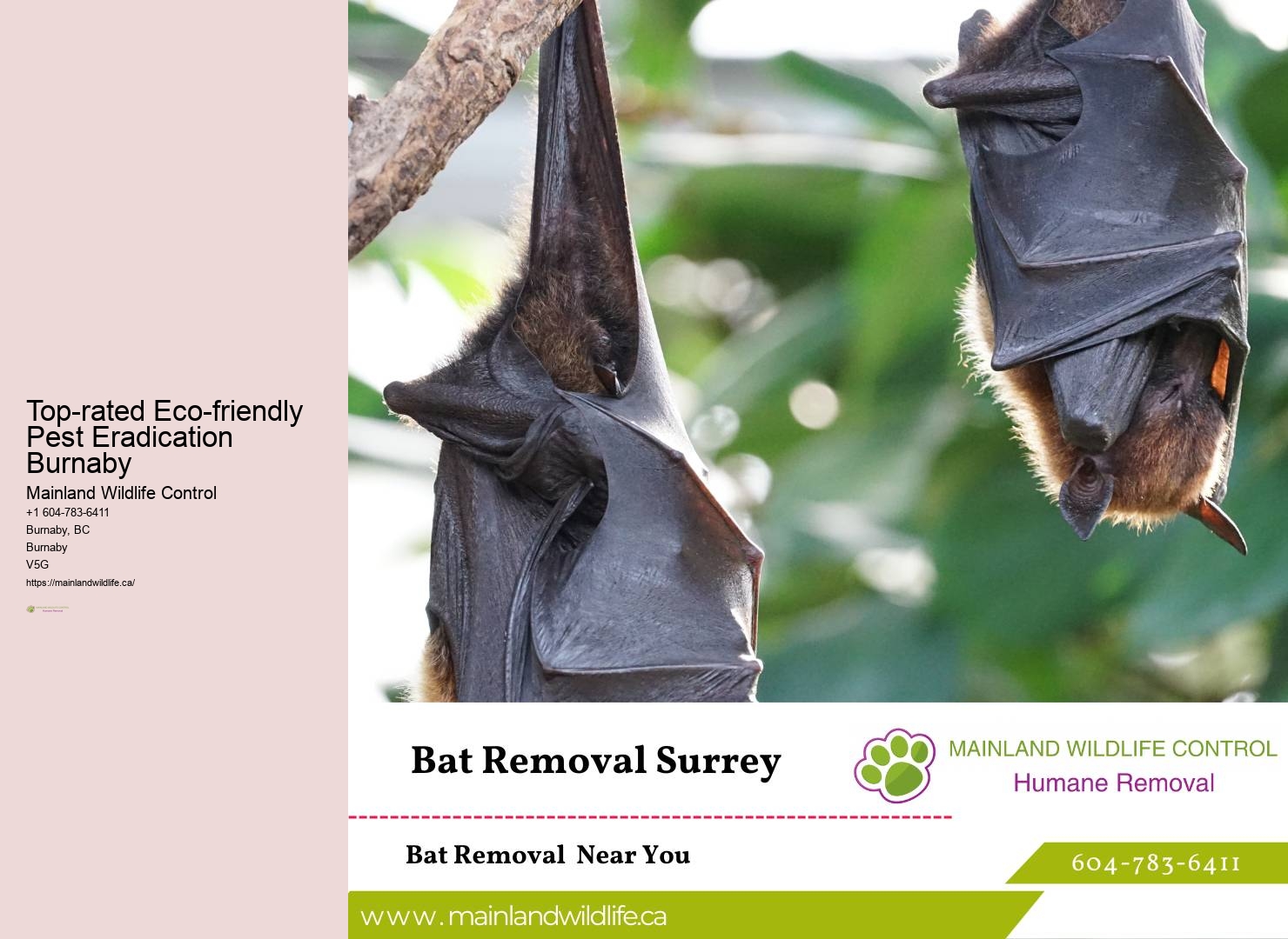 Comprehensive Commercial Pest Eradication Burnaby