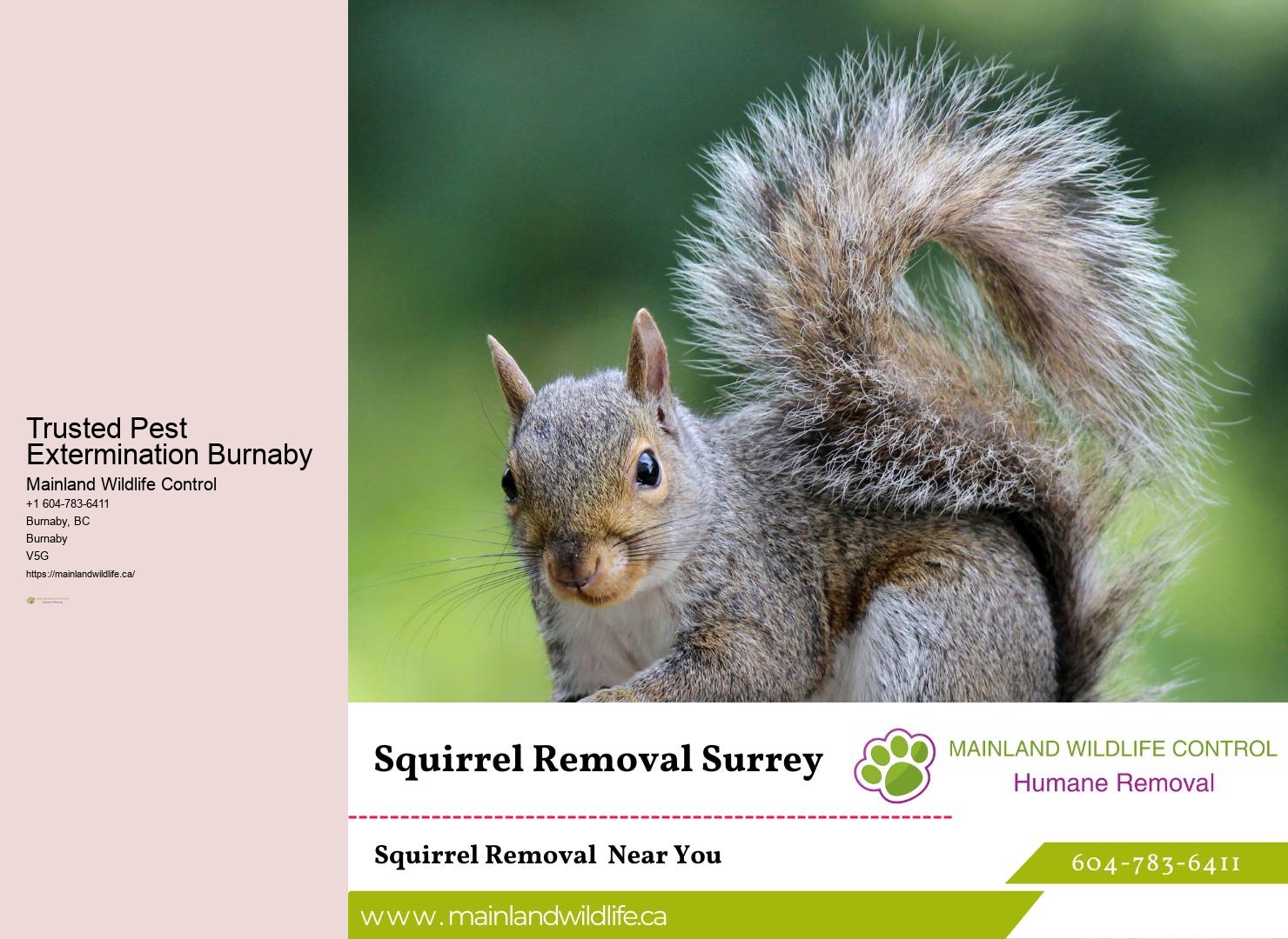 Efficient Pest Control Strategies Burnaby