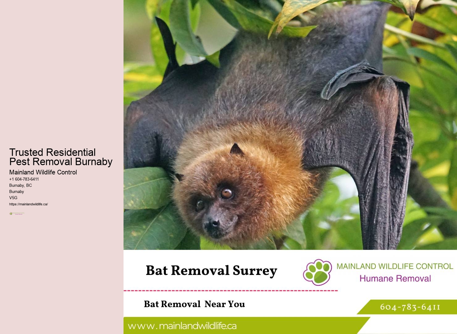 Advanced Eco-conscious Pest Prevention Burnaby